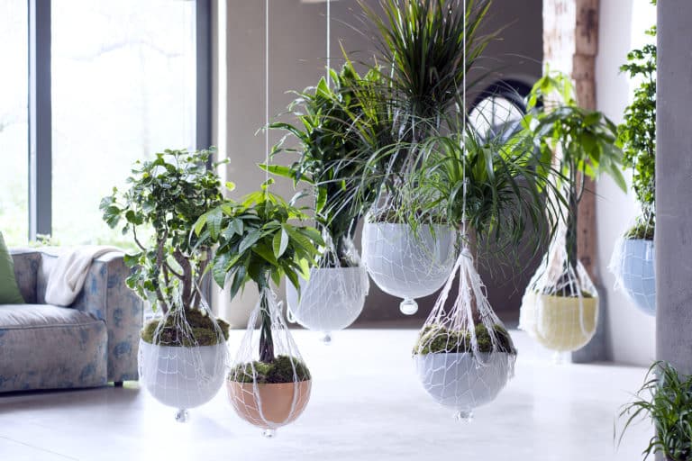 DIY : idées de déco à partir des plantes