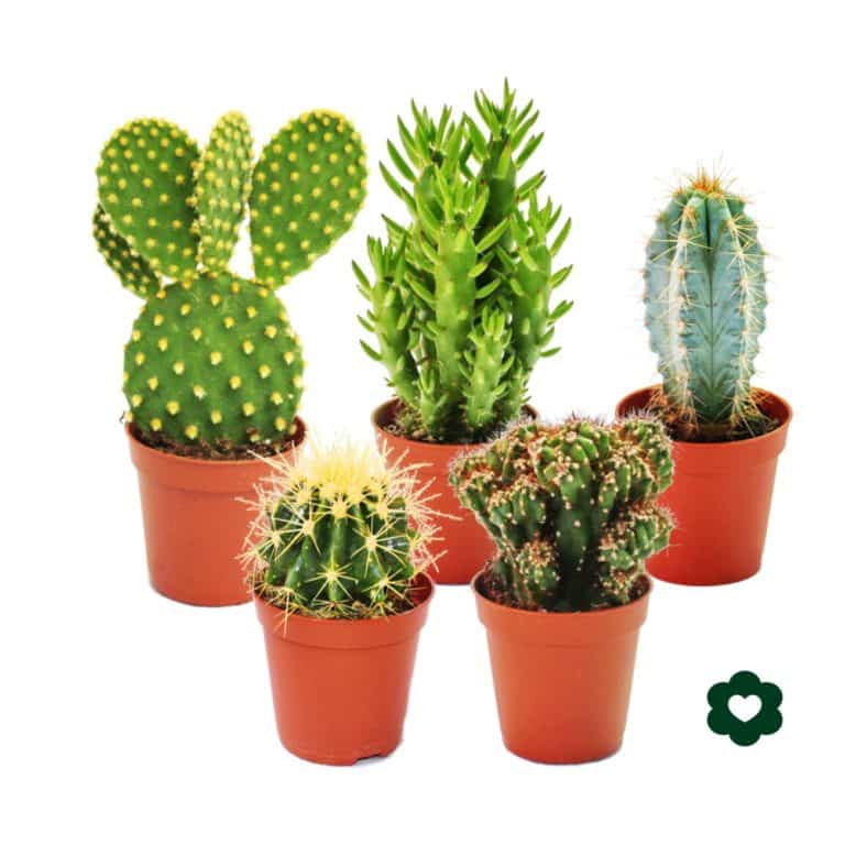DIY : cache-pot design
