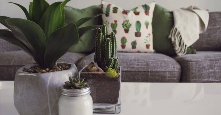 Quelles plantes choisir pour décorer son intérieur ?