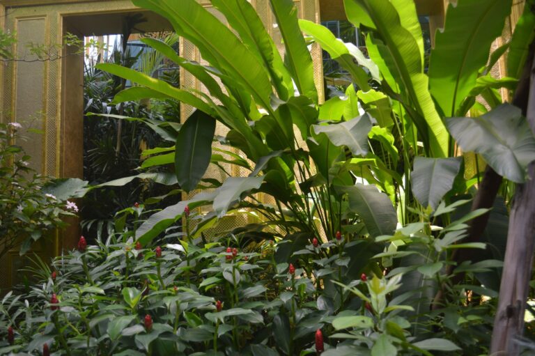 Comment créer une décoration tropicale et dépaysante ?