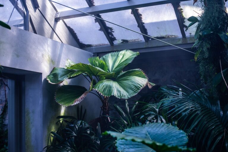 Comment apporter une touche tropicale et dépaysante à votre décoration ?