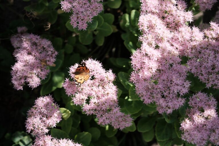 Couronne de sédum : une déco d’automne qui sèche sur son anneau sans s’effriter