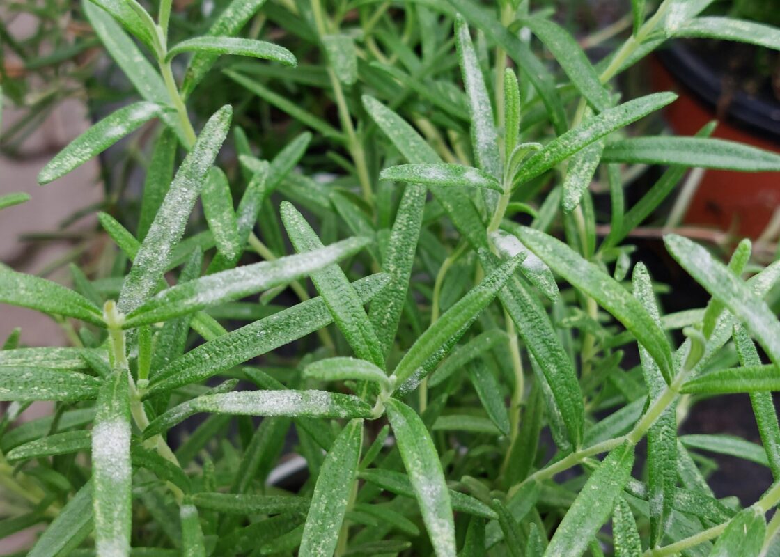 Le romarin parfume mieux la pièce près d’une fenêtre ouverte, mais le pot exige un rebord sec