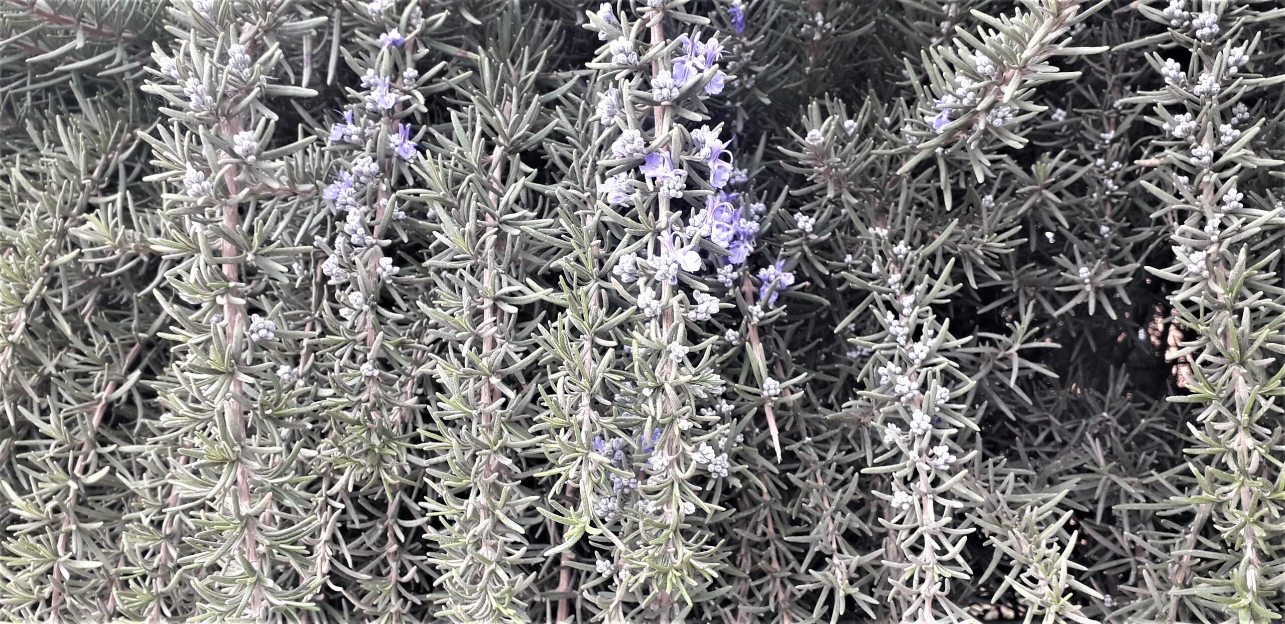 Gros plan sur les tiges feuillues et les petites fleurs bleues d’un plant de romarin.